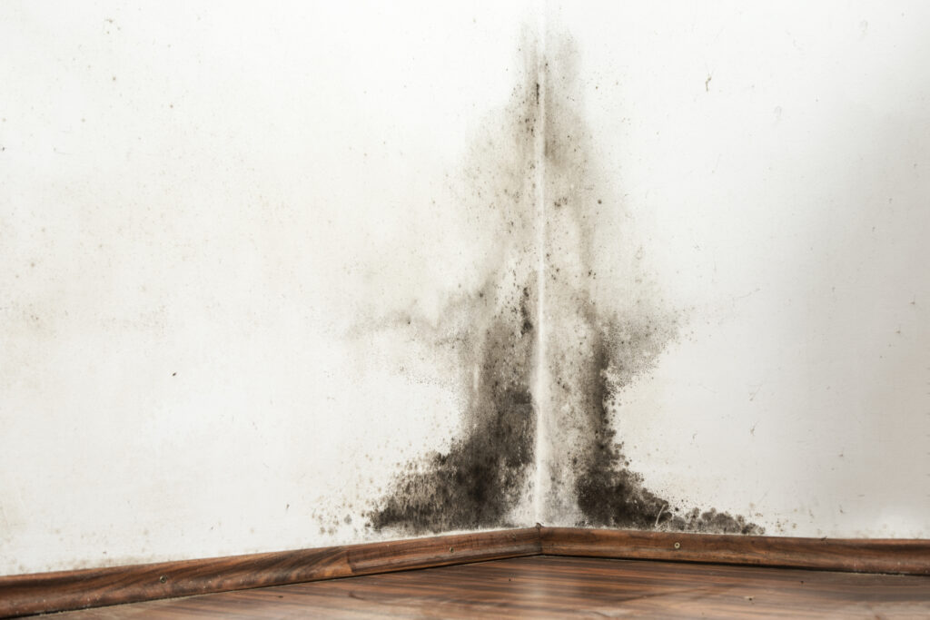 mold growth on the walls of a Camden County home due to a leaking pipe behind the walls