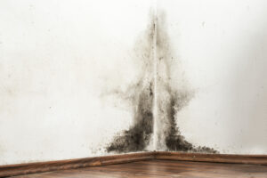 mold growth on the walls of a Camden County home due to a leaking pipe behind the walls